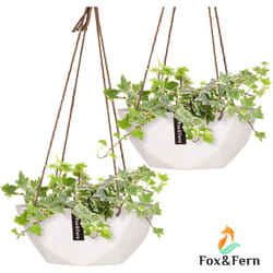 Blumfeldt - Fox & Fern Suspension Plantes d'Intérieur, Jardiniere suspendue, Suspension Plante Interieur, Porte Plante Mural, Lot de 2 Jardinières