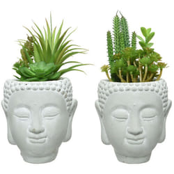 Plante Artificielle Succulente Dans Tete De Buddha - Plusieurs Modeles