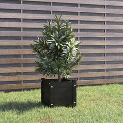 Vidaxl - Jardinière d'extérieur Noir 31x31x31 cm Bois de pin massif