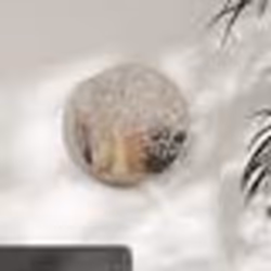 vidaXL Miroir Sable 40x2,5 cm Fer pour utilisation à l'intérieur - TU