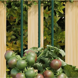 Ces piquets pour plantes pratiques garantissent des conditions optimales pour la croissance de différentes sortes de fruits,  ...