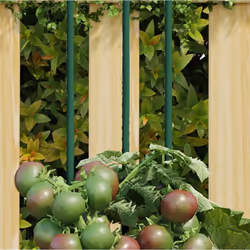 Ces piquets pour plantes pratiques garantissent des conditions optimales pour la croissance de différentes sortes de fruits,  ...