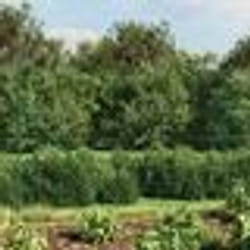 vidaXL Clôture à mailles losangées avec bride vert 2,2x25 m