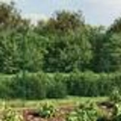 vidaXL Clôture en treillis métallique et piquet d'ancrage vert 1,6x25m