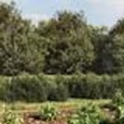 vidaXL Clôture en treillis métallique et ancrage anthracite 2x10 m