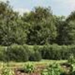 vidaXL Clôture en treillis métallique avec bride anthracite 2,2x25 m