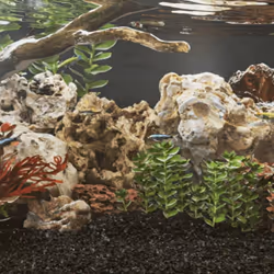 Ces pierres du dragon se présentent sous des formes variées, donnant un aspect attrayant et distinctif à votre aquarium. Natu ...