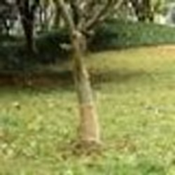 Rouleau de Jute - vidaXL - 025x25 m - 100% Jute Naturel - Décoration Intérieure - Chemin de Table
