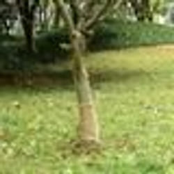 Rouleau de Jute - vidaXL - 025x25 m - 100% Jute Naturel - Décoration Intérieure - Chemin de Table