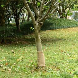 Vidaxl - Rouleau de jute 0,25x100 m 100 % jute 200 g/m²