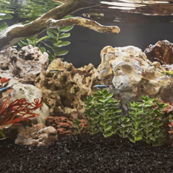 Ces pierres du dragon se présentent sous des formes variées, donnant un aspect attrayant et distinctif à votre aquarium. Natu ...