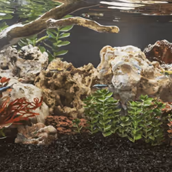 Ces pierres du dragon se présentent sous des formes variées, donnant un aspect attrayant et distinctif à votre aquarium. Natu ...