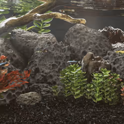 Les roches volcaniques sont un complément parfait au fond de votre aquarium, vous aidant à créer un magnifique monde sous-mar ...