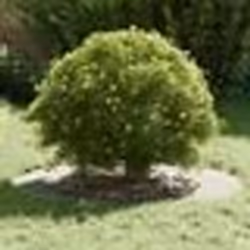 vidaXL Pot en métal galvanisé Galvanisé Métal Grand Durable