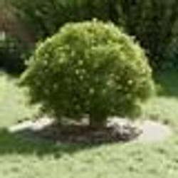 vidaXL Pot en métal galvanisé Galvanisé Métal Grand Durable