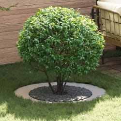 vidaXL Anneaux d'arbre plats 5 pcs Argent Ø30 / 60 cm Acier inoxydable
