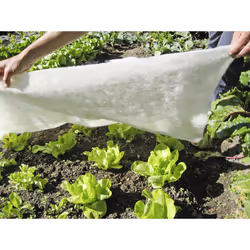 Windhager 06036 film de protection des plantes Blanc Laine 100 g/m²