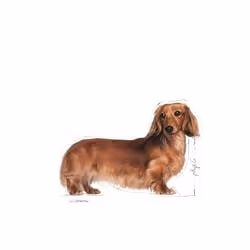 Royal Canin Dachshund Adult 12x85g Légumes Adulte 85 g