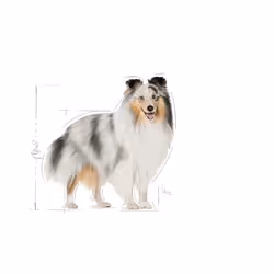 Royal Canin Coat Care Viande Universel 85 g