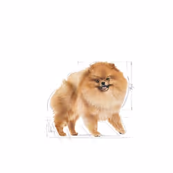 Royal Canin Pomeranian Adult Viande Adulte 85 g