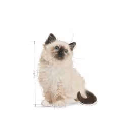Royal Canin 9003579308943 nourriture humide pour chats 85 g