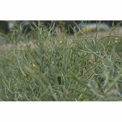 Sonnentor 00773 épice 120 g