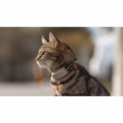 Tractive Collier GPS pour chat