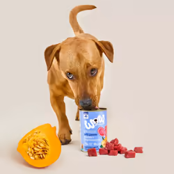 WOW.Pet 9120063681549 pâtée pour chien Agneau Adulte 400 g