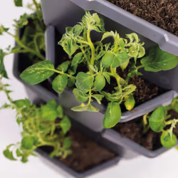 Gusta Garden PAUL POTATO STARTER Intérieur & extérieur Semoir vertical Autonome Polypropylène (PP) Anthracite