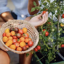 Gusta Garden Tomato Buddy Métal, Plastique Gris