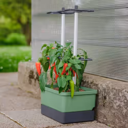 Gusta Garden Charly Chili Intérieur & extérieur Kit de plantation en pot Autonome Polypropylène (PP), Aluminium Vert
