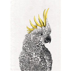 Maxwell And Williams - Maxwell & Williams Marini Ferlazzo Birds Cloth de Serviette de cuisine avec motif de Cockatoo de Australian Yellow Cap de 100%