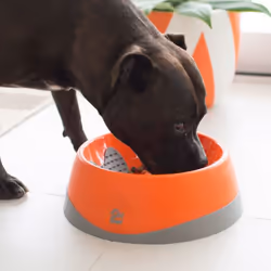 LickiMat Oh Bowl Chien Gamelle à nourriture pour animaux de compagnie