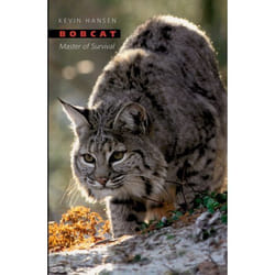 Bobcat