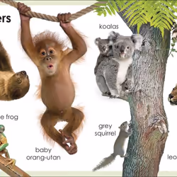 ISBN My First Animals livre enfants & adolescents Anglais Couverture rigide