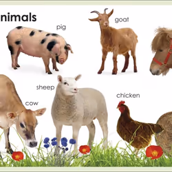 ISBN My First Animals livre enfants & adolescents Anglais Couverture rigide