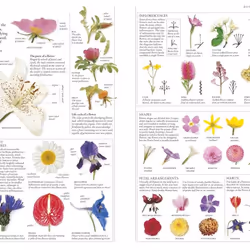 ISBN RHS A-Z Encyclopedia of Garden Plants 4th edition livre maison & jardin Anglais Couverture rigide
