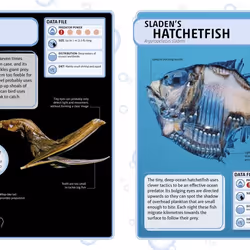 ISBN Sharks and Other Deadly Ocean Creatures livre enfants & adolescents Anglais Couverture rigide