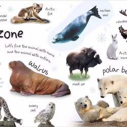 ISBN My First Zoo Let's Meet the Animals! livre enfants & adolescents Anglais Couverture rigide