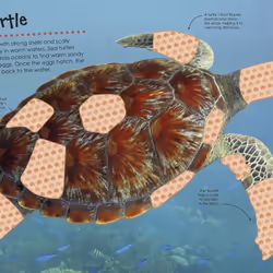 ISBN Ocean Ultimate Sticker Book livre Education Anglais