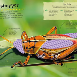 ISBN Bugs Ultimate Sticker Book livre enfants & adolescents Anglais