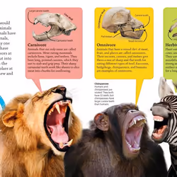 ISBN DKfindout! Animals livre enfants & adolescents Anglais