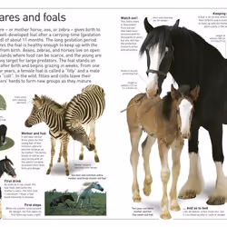 ISBN Horse livre enfants & adolescents Anglais