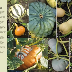 ISBN RHS Fruit & Veg Box livre maison & jardin Anglais