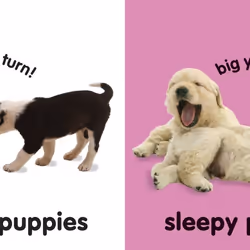 ISBN Baby Touch and Feel: Puppies livre enfants & adolescents Anglais Couverture rigide