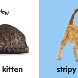 ISBN Baby Touch and Feel Kittens livre enfants & adolescents Anglais Couverture rigide