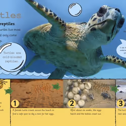 ISBN My Encyclopedia of Very Important Animals livre enfants & adolescents Anglais Couverture rigide