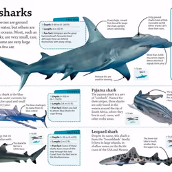 ISBN DKfindout! Sharks livre enfants & adolescents Anglais