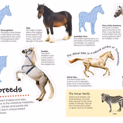 ISBN Horses and Ponies Ultimate Sticker Book livre enfants & adolescents Anglais