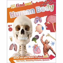 ISBN DKfindout! Human Body, Biologie, Anglais, Livre broché, 64 pages